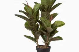 Dirbtinis augalas Fikusas 80cm !, Parduodu, € 35.00